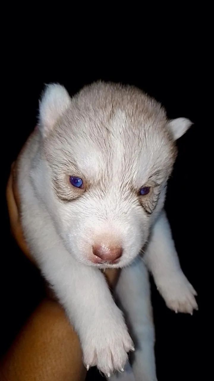 Filhotes de husky siberiano ! - Foto 4