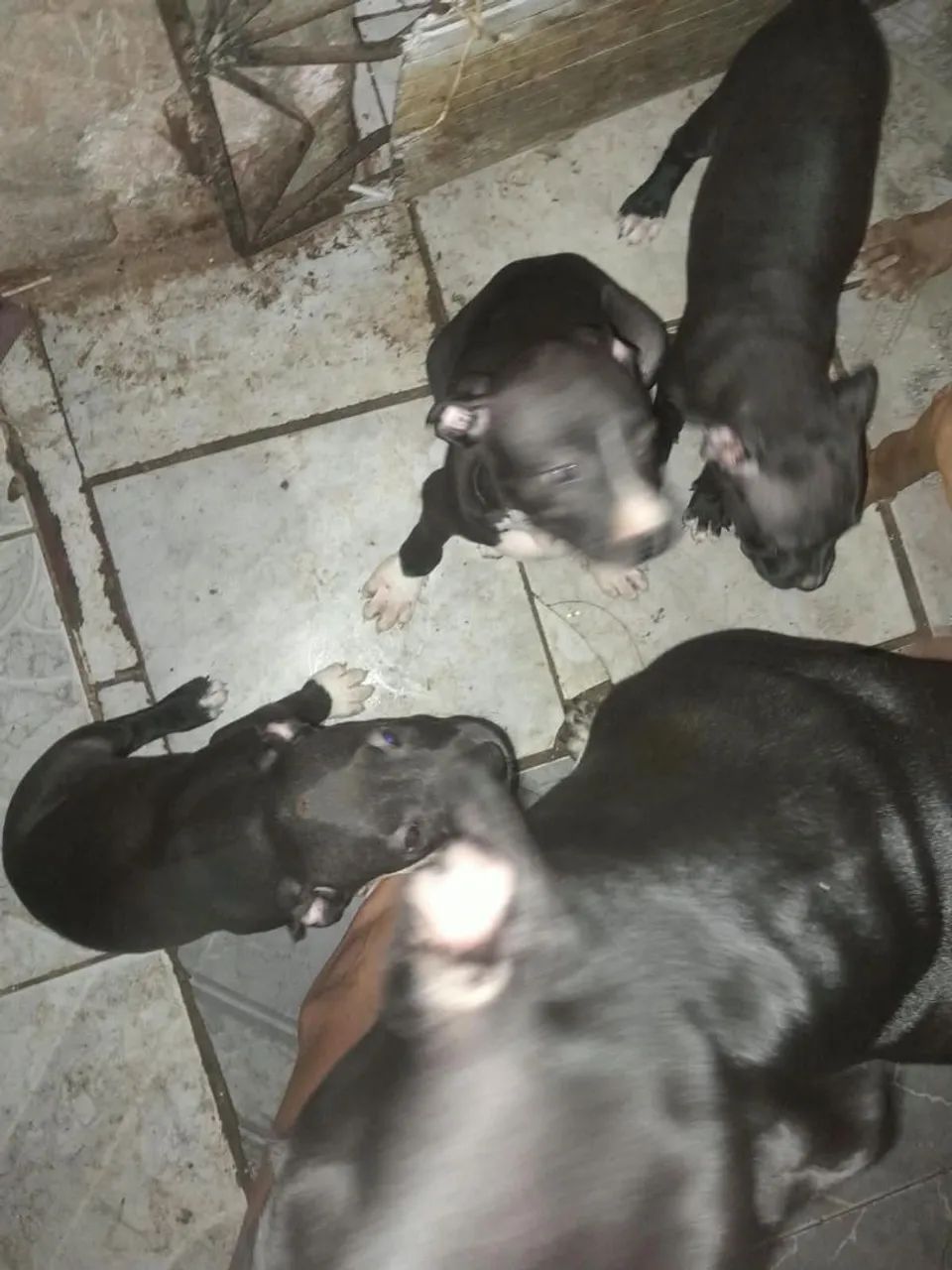 Pitbull legítimo 1 mês e 15 dias  - Foto 2