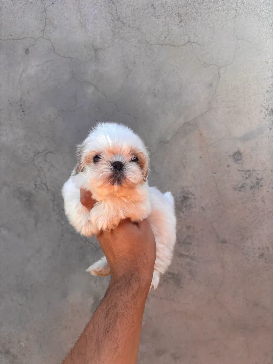 Fêmeas de Shihtzu disponível - Foto 5