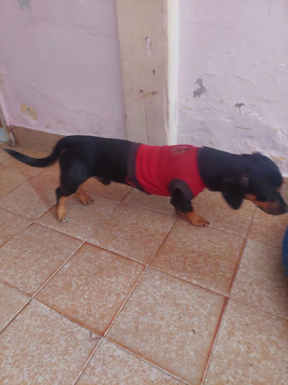 Cachorro Dachshund  canich  - Foto 3