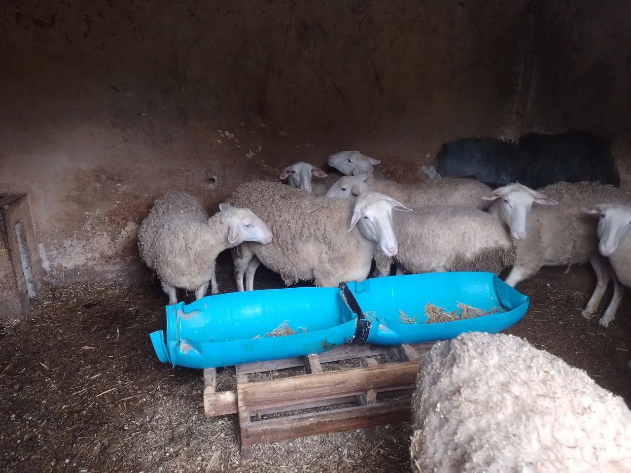 Borregas Lacaune  - Foto 2