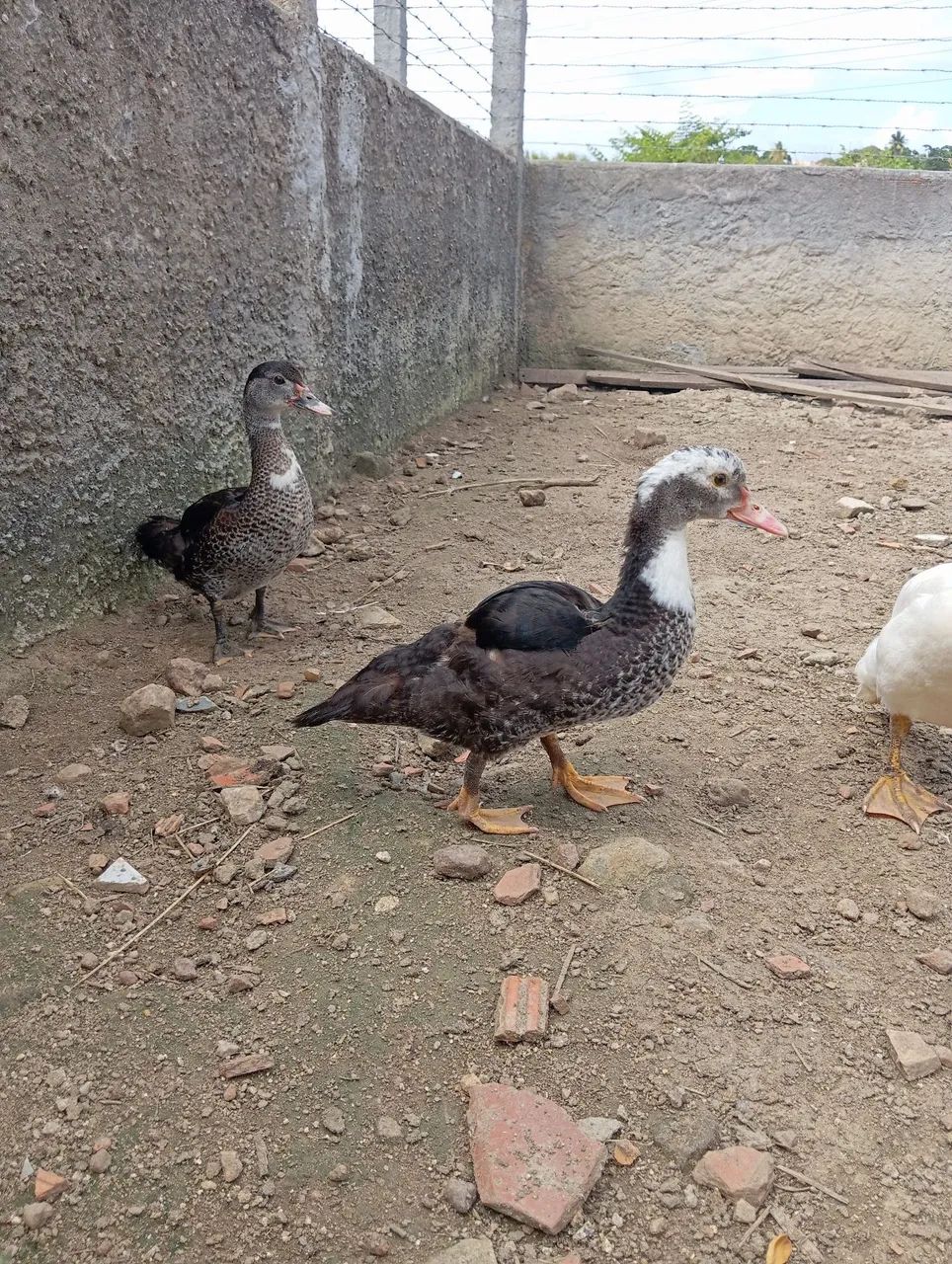 Combo de Patos  - Foto 5