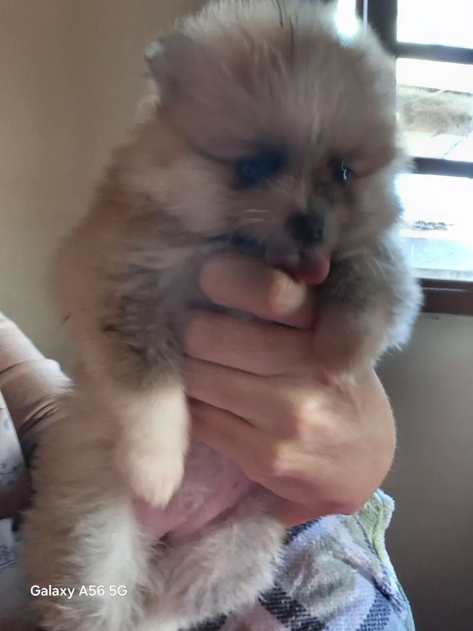 Lulu da pomerania  - Foto 5