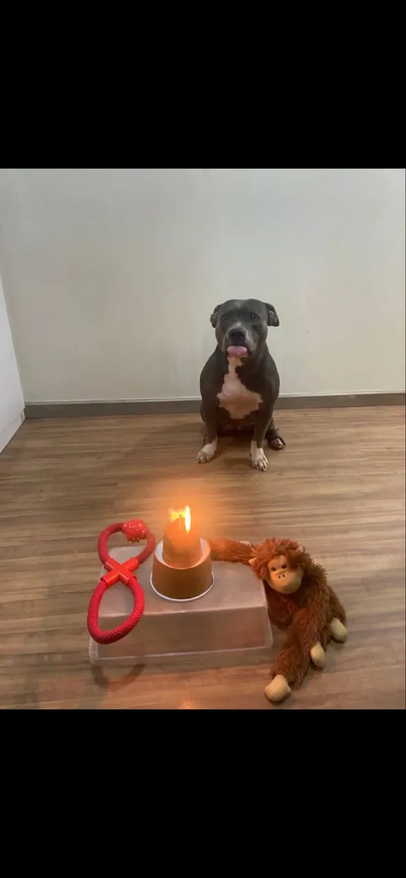 American Bully para doação  - Foto 5