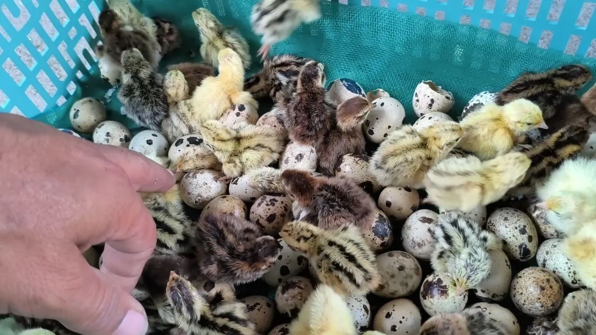 CODORNAS GIGANTES 