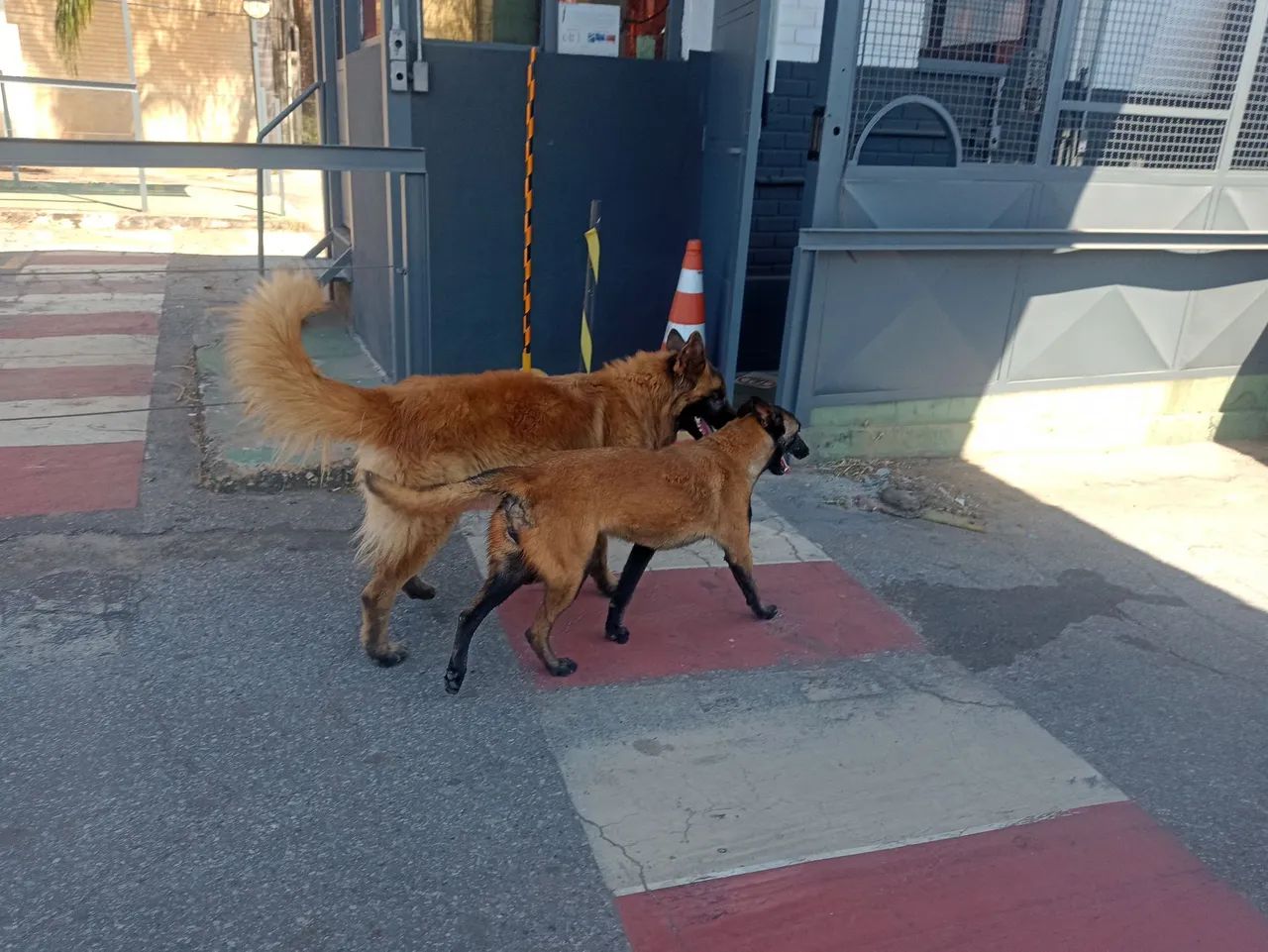 Filhotes de Pastor Malinoa, cães para guarda e proteção  - Foto 5