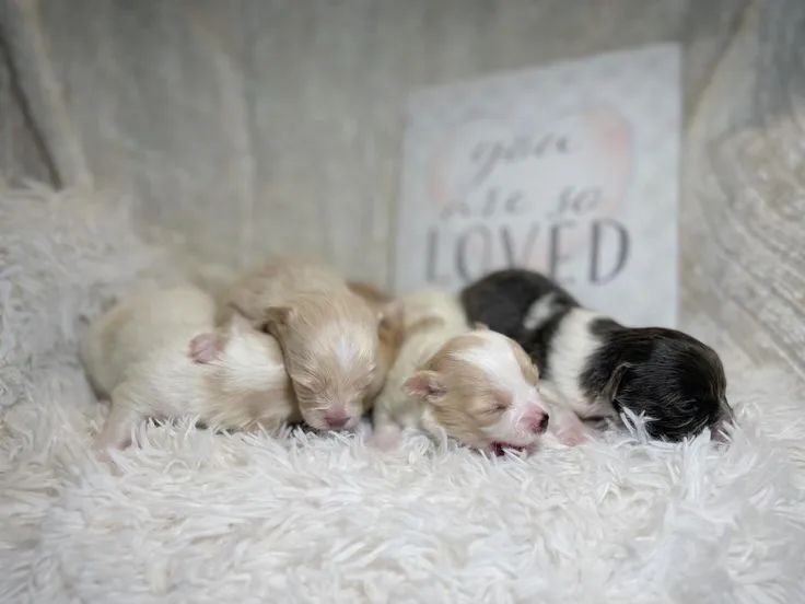 Chihuahua 
