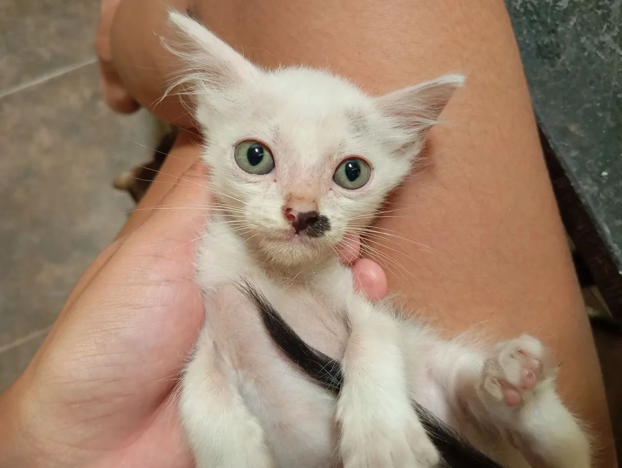 Gatinho pra doação  - Foto 4
