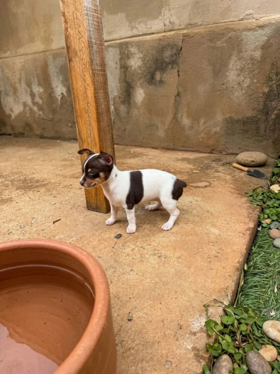 Pinscher 