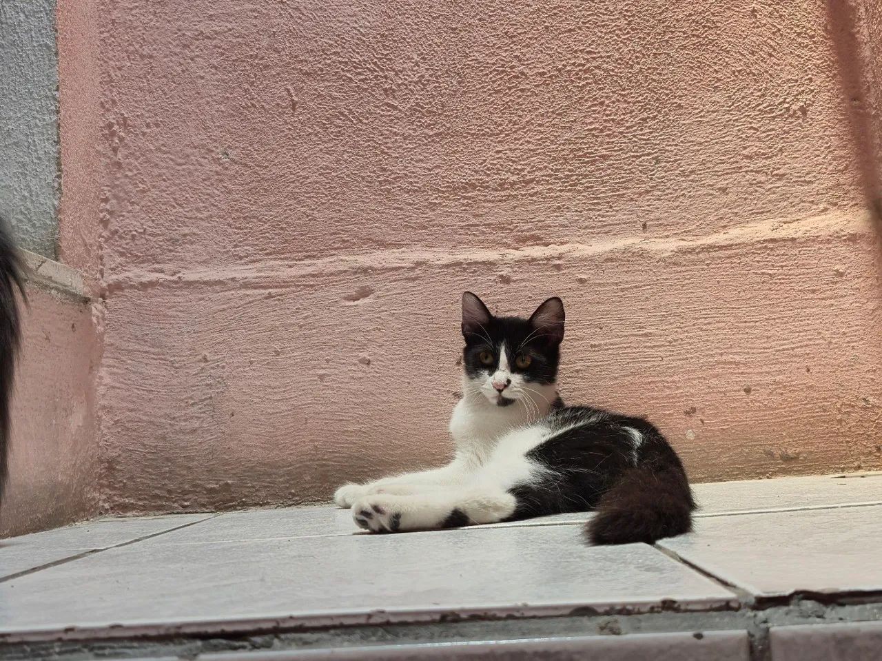 Duas gatinhas  - Foto 3