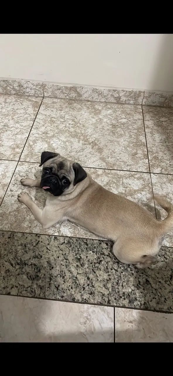 Fêmea de Pug - Foto 4