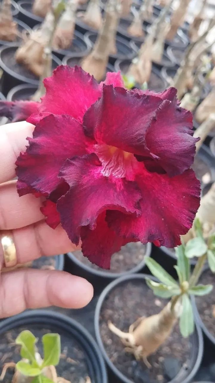 Rosa do Deserto  - Foto 5