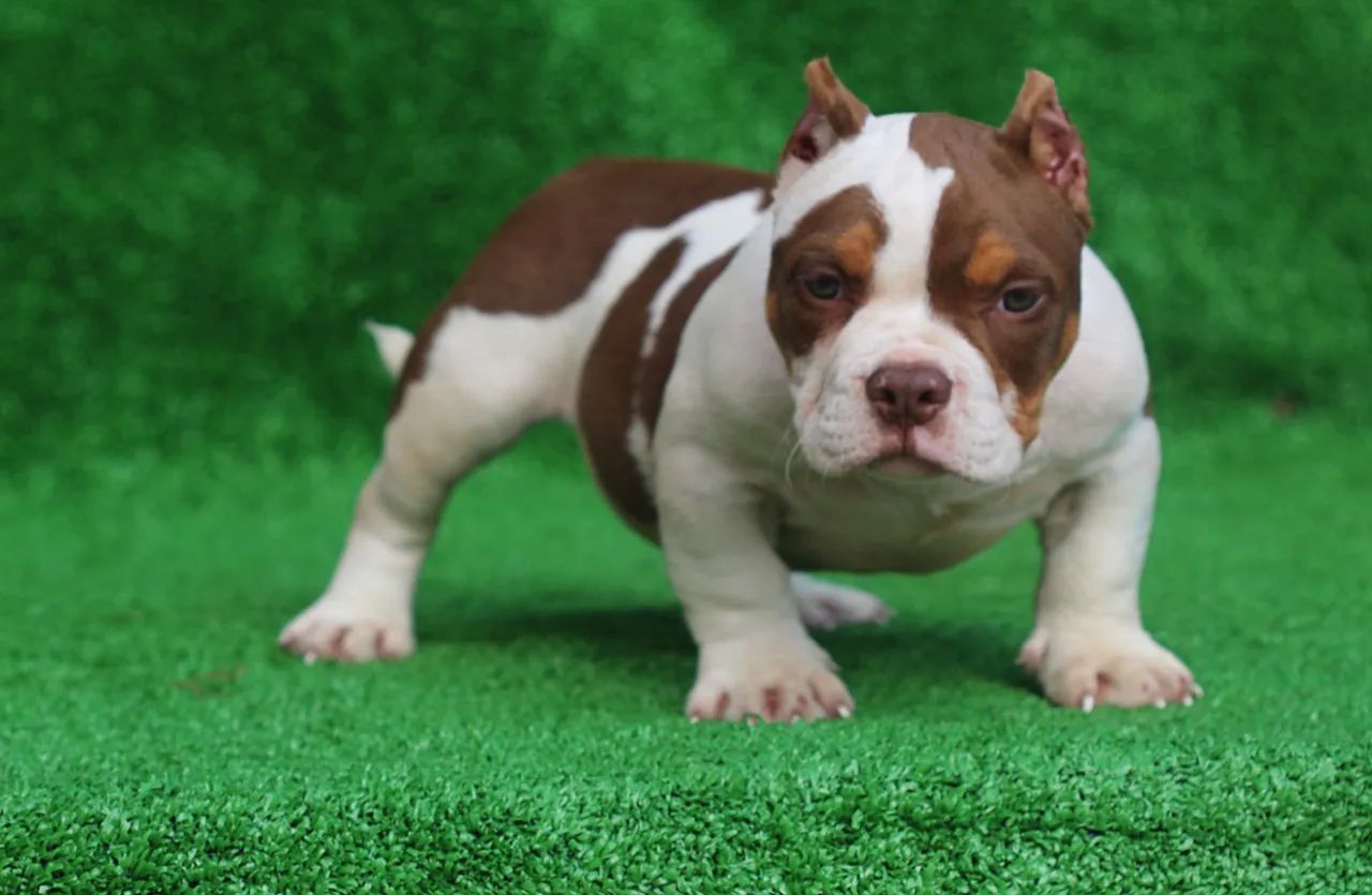 American bully