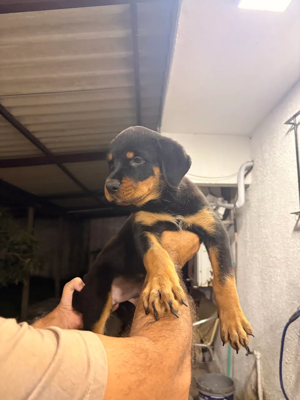 Rottweiler  - Foto 5