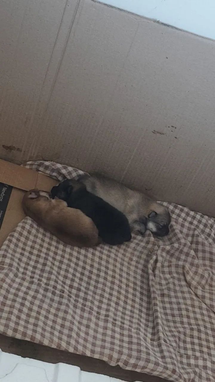 Filhotes Spitz pra vender  - Foto 2