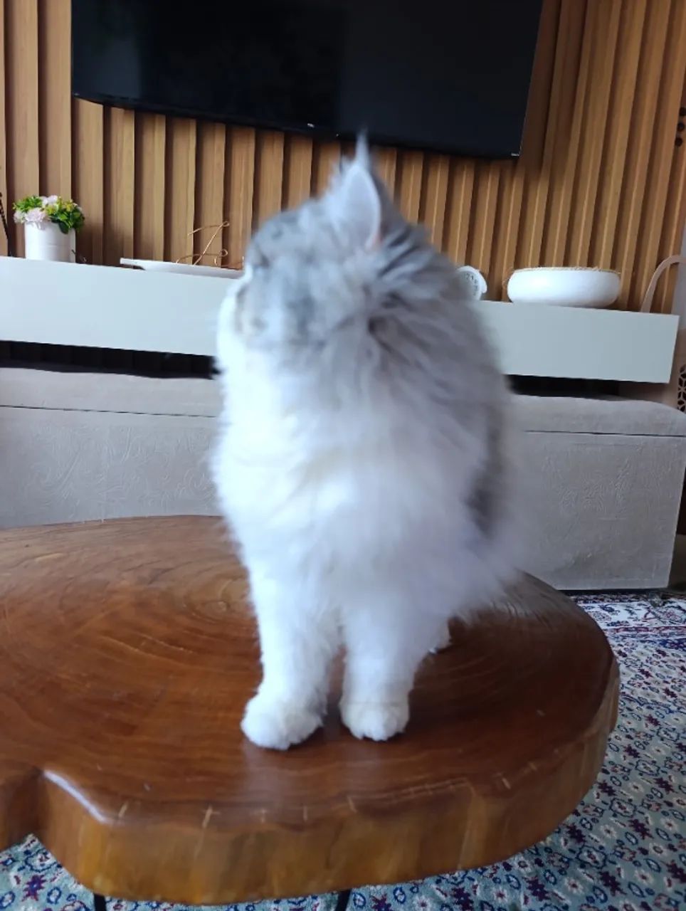 Pet - Foto 2