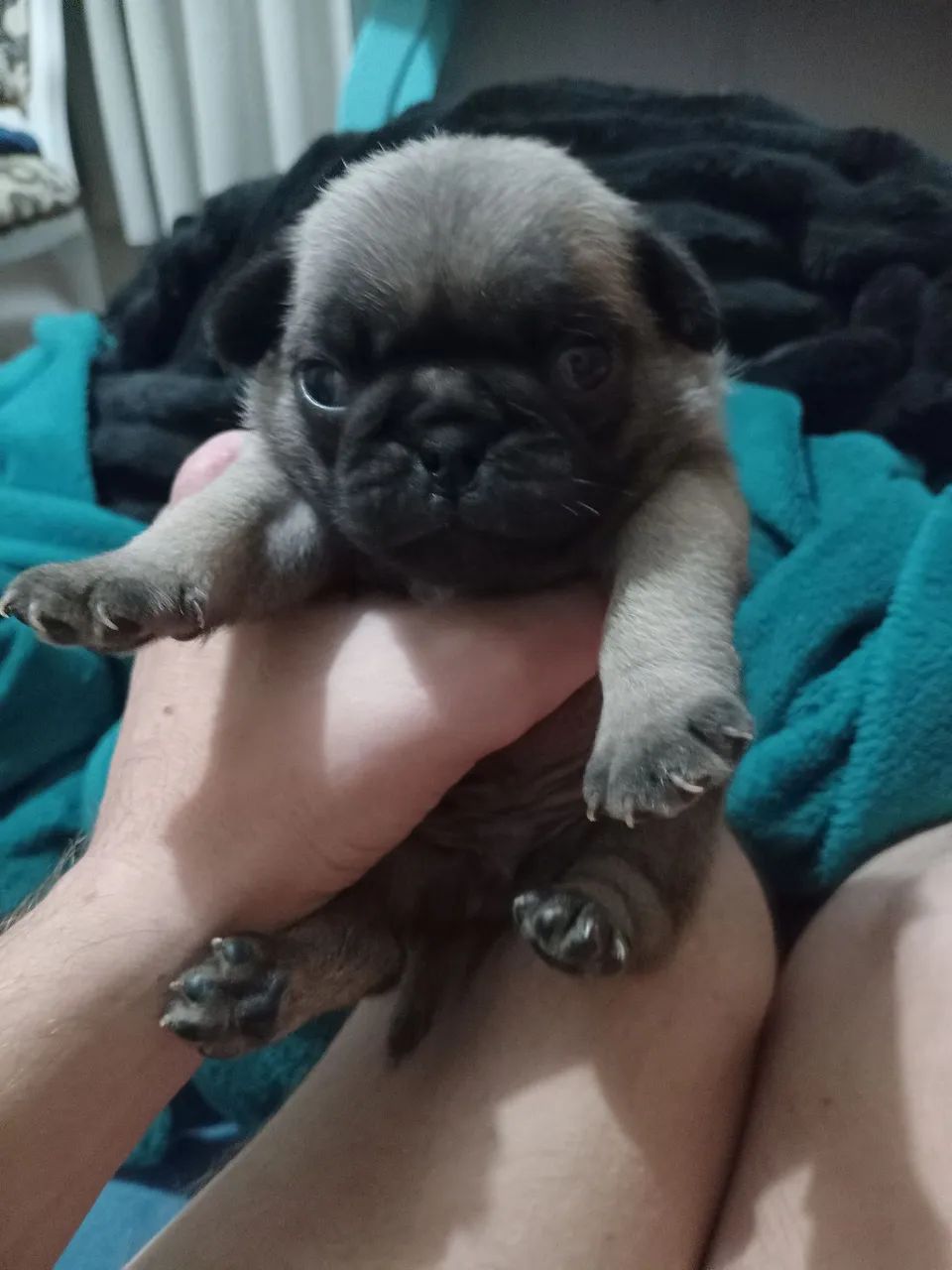 Pug