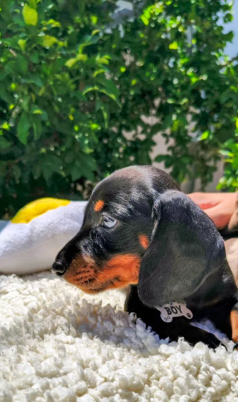 Belíssimos salcichinhas  - Foto 4