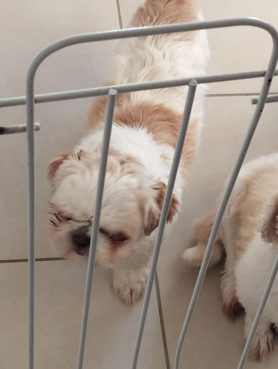 Shihtzu fêmea 600,00 cada  - Foto 2