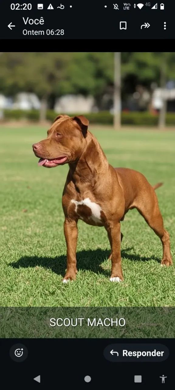 American Pit Bull terrier - Foto 4