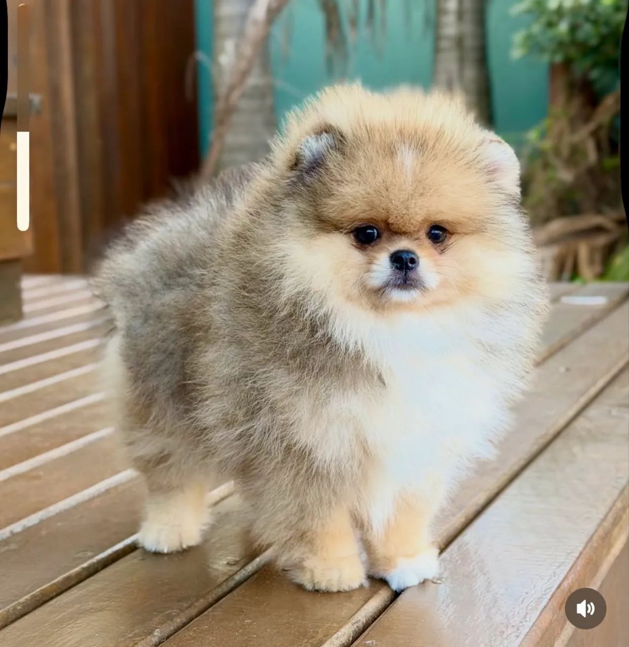 Spitz Alemão, bicolor, macho