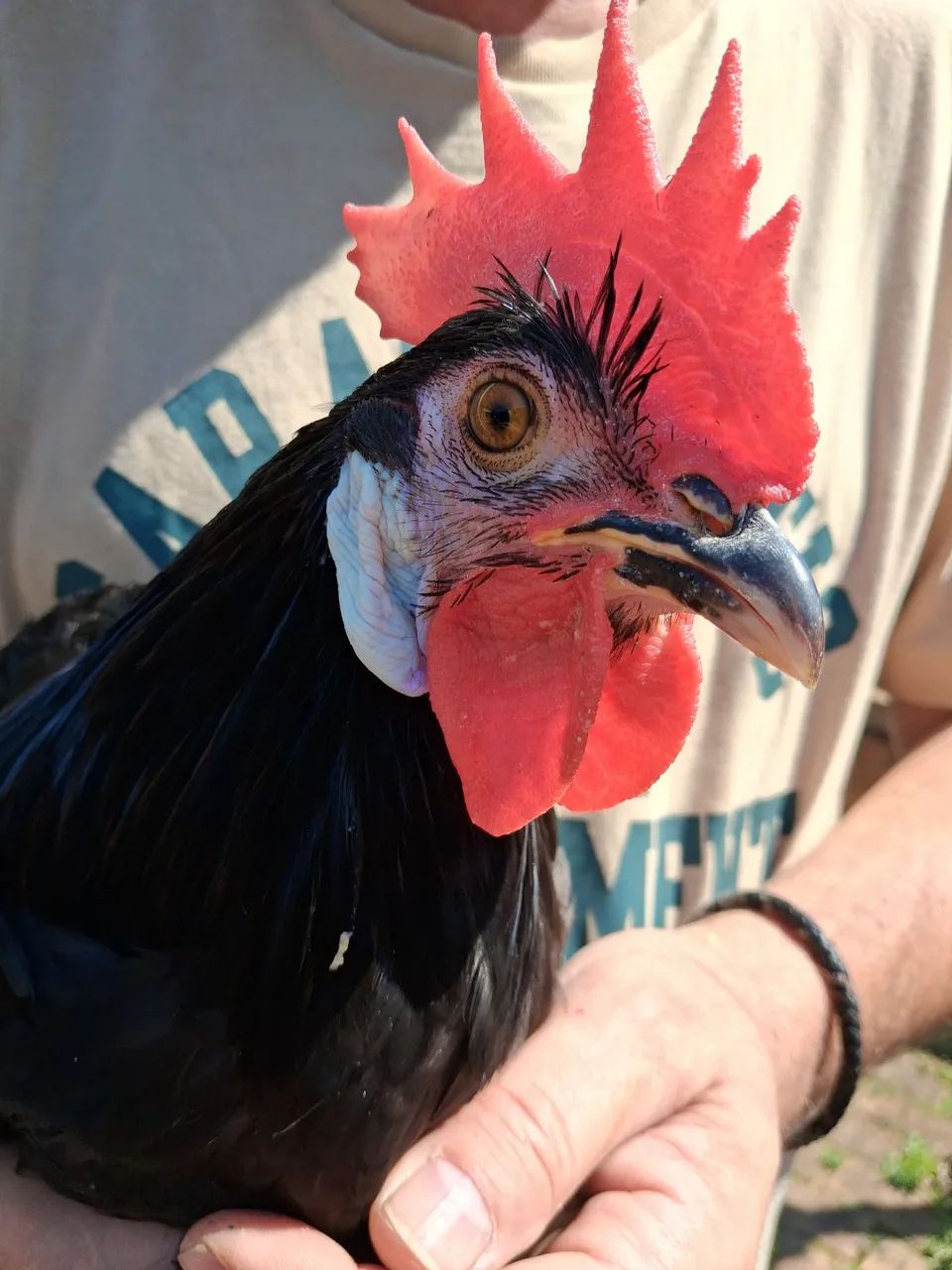 Cara de Palhaço  - Foto 3