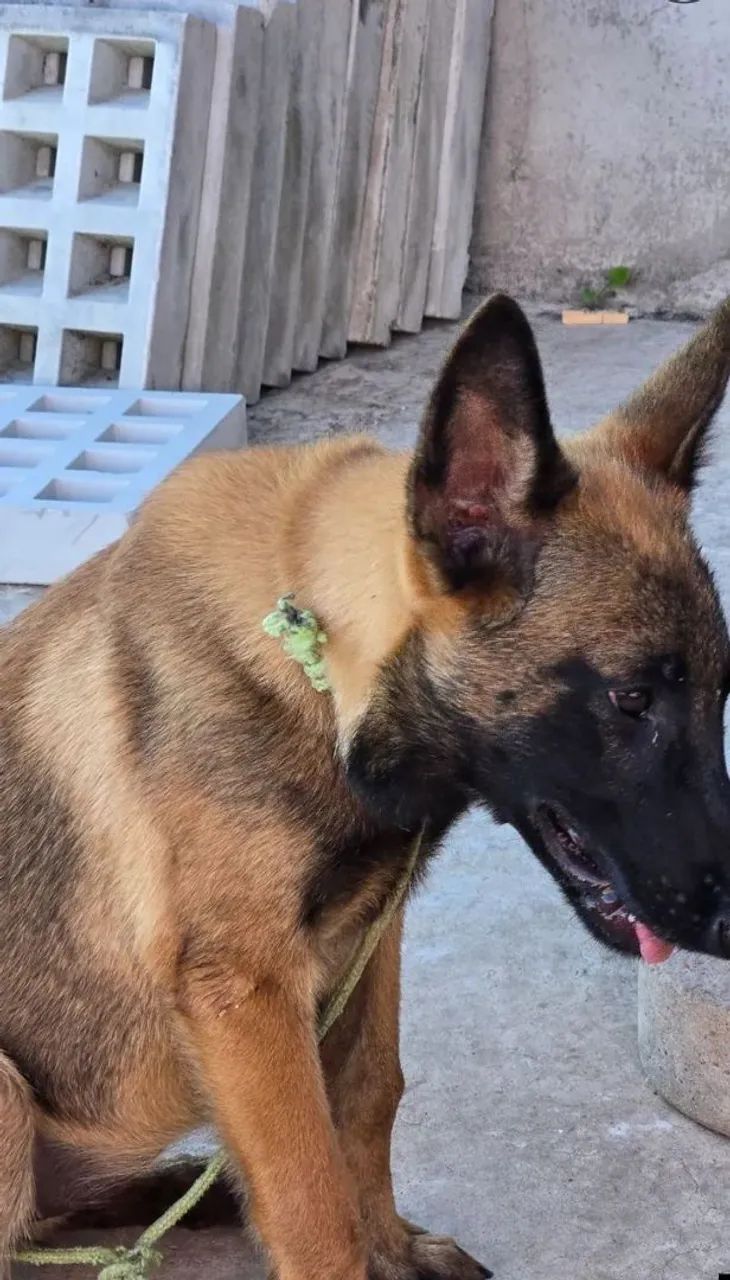 Pastor Belga Malinois  - Foto 3