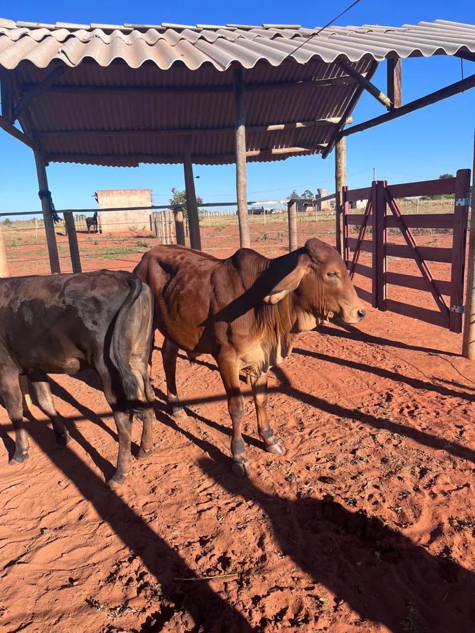 Bezerros  - Foto 3