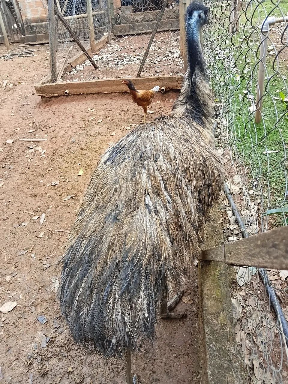 Macho disponível 