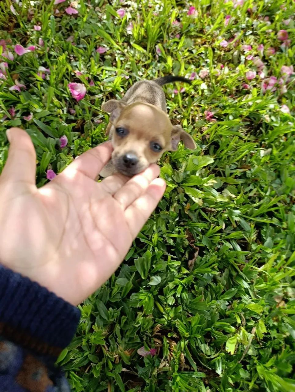 Pinscher 0  - Foto 4