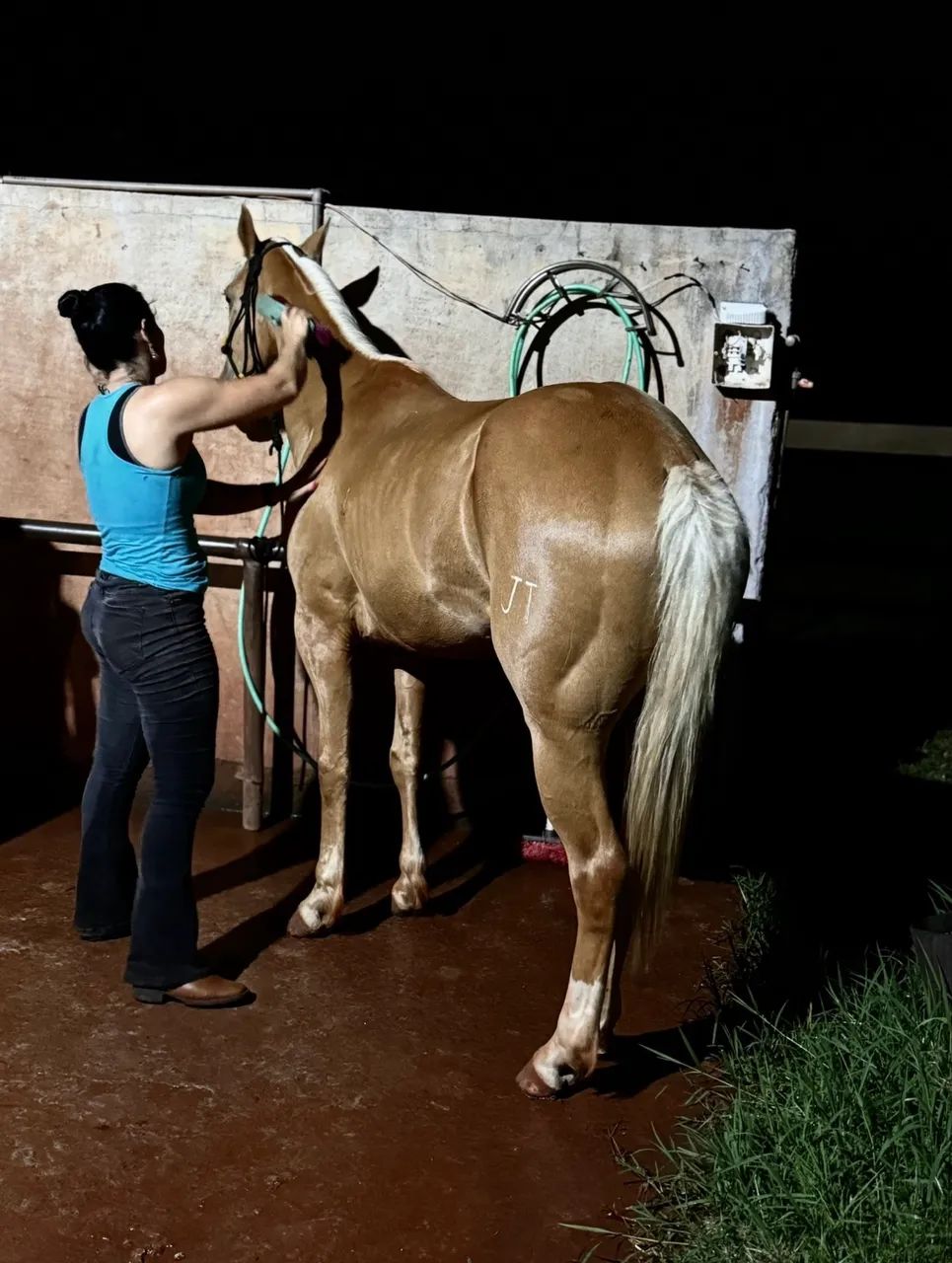 Cavalo QM Três tambores  - Foto 4