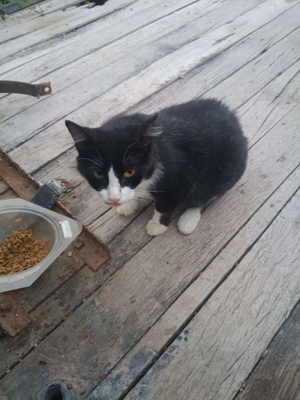 Gatas - Foto 2