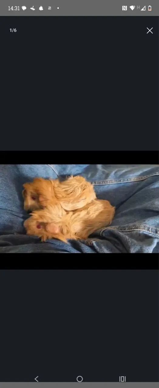 Vendo porquinhos da índia peruanos  - Foto 3