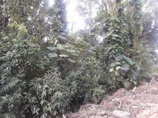 Terreno na Costeira em Balneário Barra do Sul-SC - Foto 2