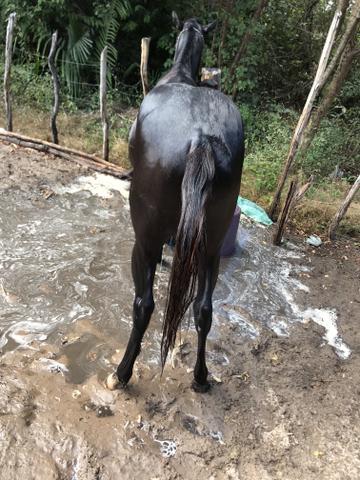 Vendo potro quarto de minha top com 1 ano e seis meses - Foto 2