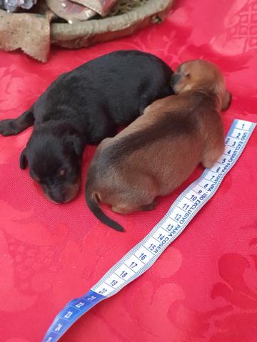 Pinscher 01 - Foto 4