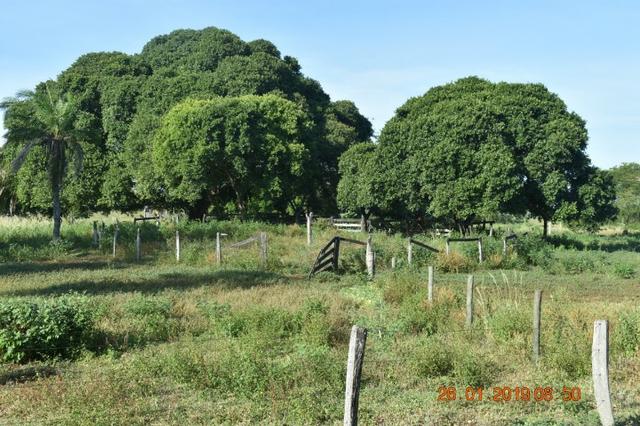 Fazenda na região de corumba ms - Foto 11
