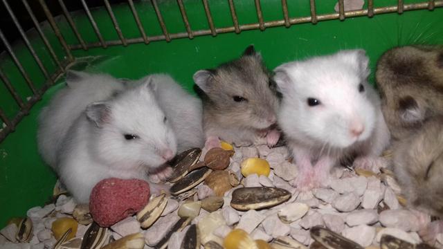 Hamister chines - Foto 3