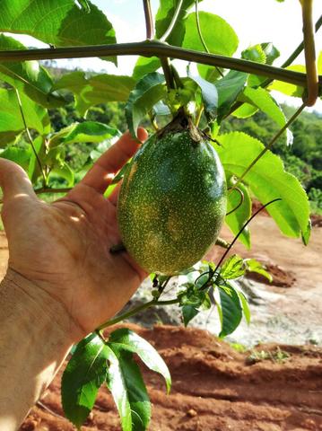 Assistência técnica Engenheiro Agrônomo - Foto 6
