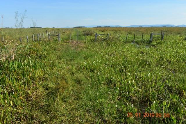Fazenda na região de corumba ms - Foto 9