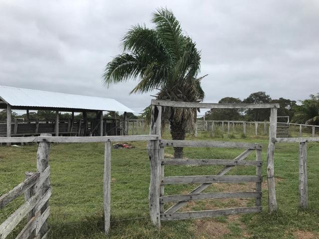 Fazenda na nhecolandia - Foto 6