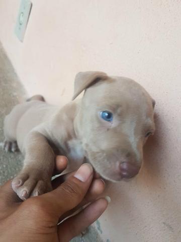 Vendo filhote de pit bull - Foto 2