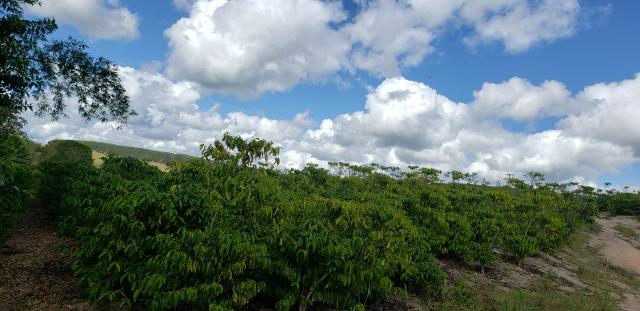 Fazenda Montanha - Foto 2