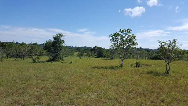 Fazenda de 1500 hectares em Alto Alegre/RR, ler descrição do anuncio - Foto 5