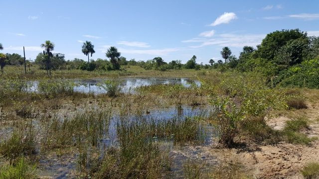 Fazenda de 1500 hectares em Alto Alegre/RR, ler descrição do anuncio - Foto 19