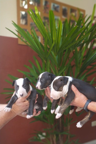 Bull Terrier Filhotes Várias Cores Disponíveis Clique Já E Confira