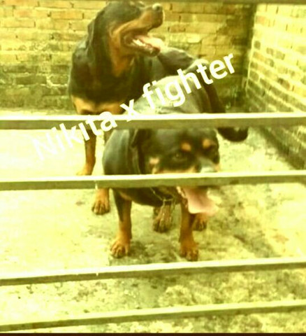 ROTT