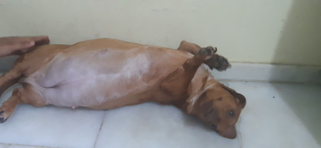 Filhotes de Dachshund ( Salsicha) - Foto 2