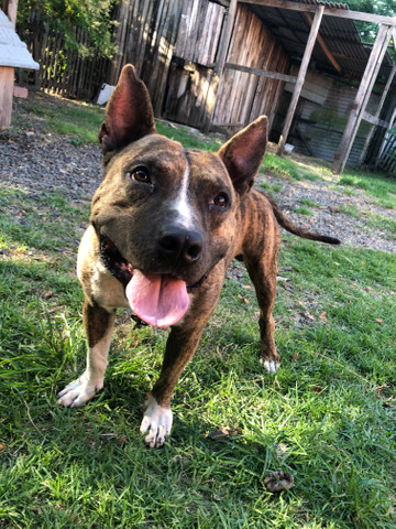 Pitbull - Foto 5