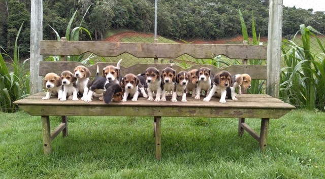 Mine beagle ingles /@canilcanaaa- CE